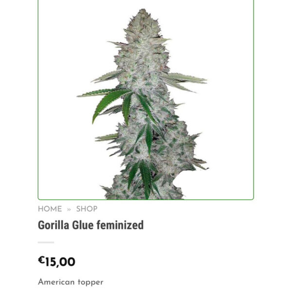 เมล็ดกัญชา Gorilla Glue (Fem) - Seeds Genetics.Co - Image 3