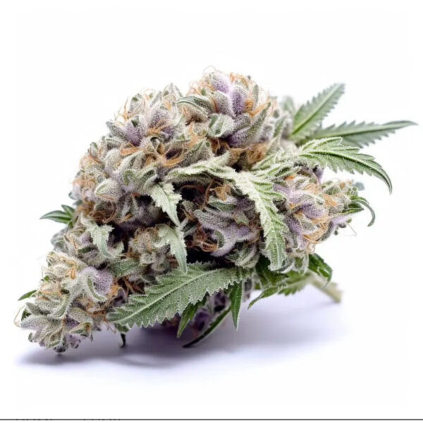 เมล็ดกัญชา Gorilla Glue (Fem) - Seeds Genetics.Co - Image 6