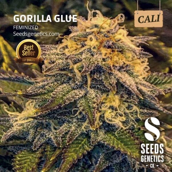 เมล็ดกัญชา Gorilla Glue (Fem) - Seeds Genetics.Co - Image 2