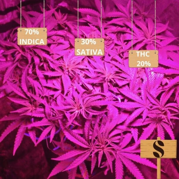 เมล็ดกัญชา Gorilla Glue (Fem) - Seeds Genetics.Co - Image 5