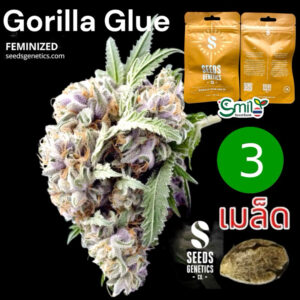 เมล็ดกัญชา Gorilla Glue (Fem) - Seeds Genetics.Co
