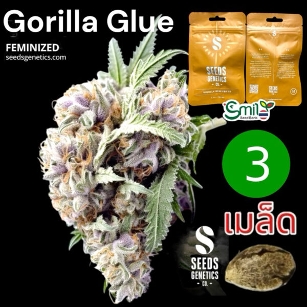 เมล็ดกัญชา Gorilla Glue (Fem) - Seeds Genetics.Co