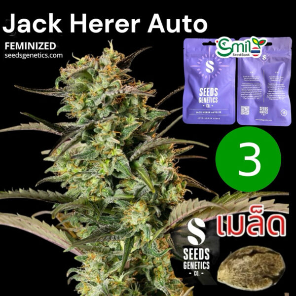เมล็ดกัญชา Jack Herer (Auto) - Seeds Genetics.Co