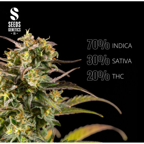 เมล็ดกัญชา Jack Herer (Auto) - Seeds Genetics.Co - Image 3
