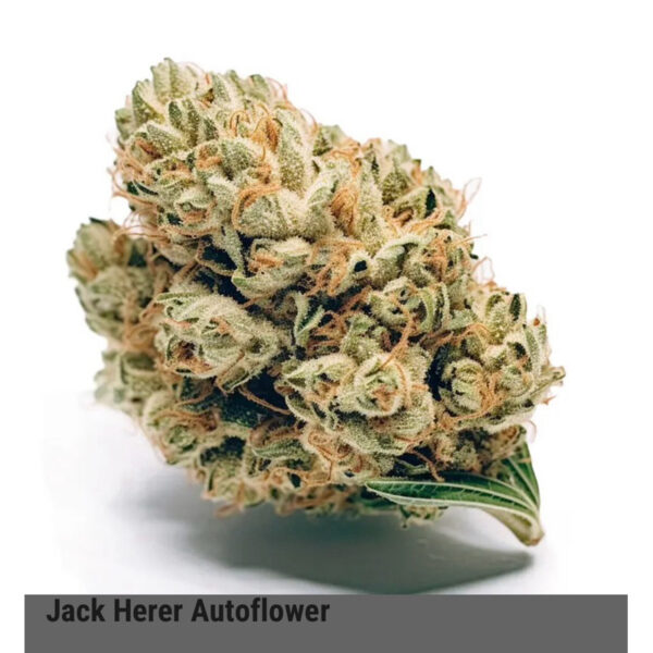 เมล็ดกัญชา Jack Herer (Auto) - Seeds Genetics.Co - Image 4