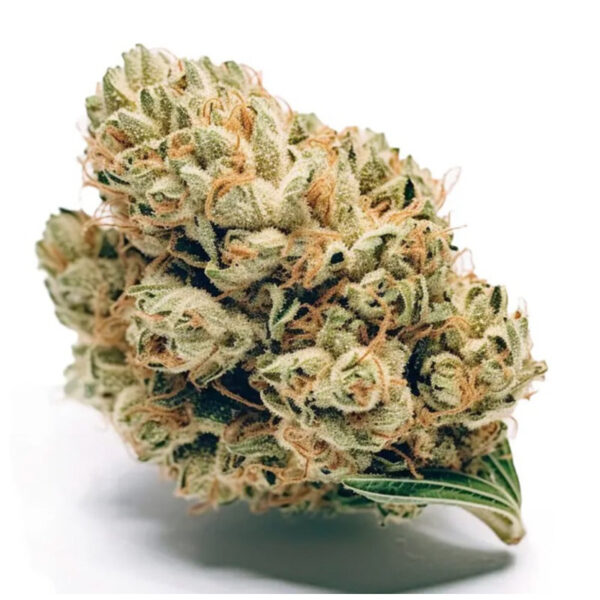 เมล็ดกัญชา Jack Herer (Fem) -Seeds Genetics.Co - Image 2
