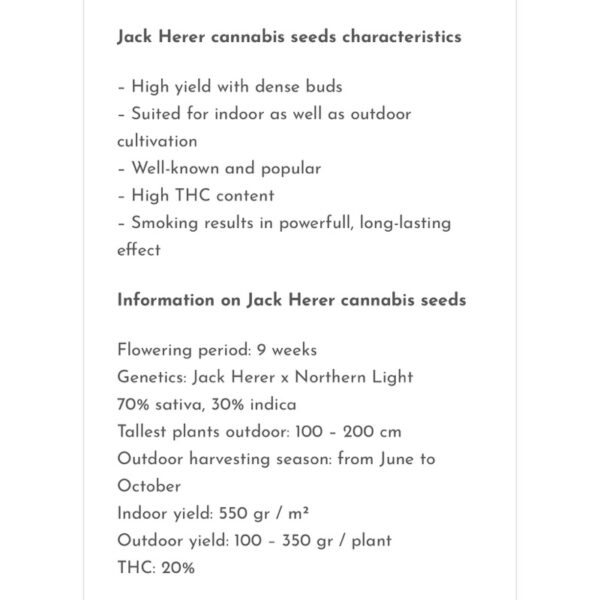 เมล็ดกัญชา Jack Herer (Fem) -Seeds Genetics.Co - Image 3