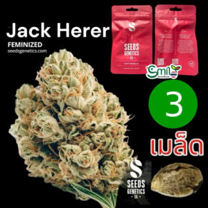 เมล็ดกัญชา Jack Herer (Fem) -Seeds Genetics.Co