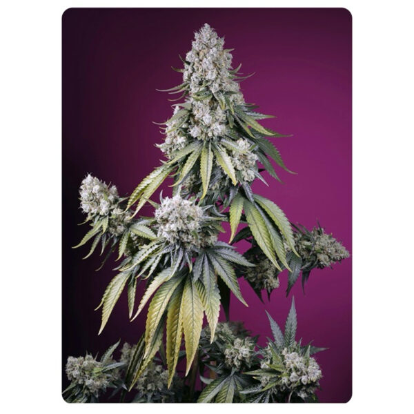 เมล็ดกัญชา Jealousy Z XL (Auto) - Sweet Seeds - Image 2