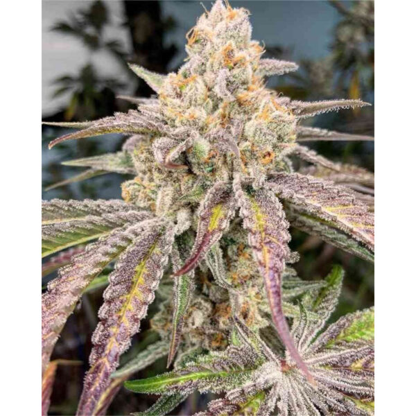 เมล็ดกัญชา Jelly Drip (Fem) Limited Edition* - In House Genetics [LIMITED] - Image 2