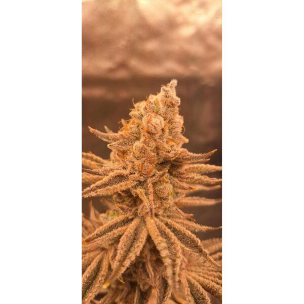 เมล็ดกัญชา Jelly Drip (Fem) Limited Edition* - In House Genetics [LIMITED] - Image 7