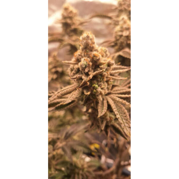 เมล็ดกัญชา Jelly Drip (Fem) Limited Edition* - In House Genetics [LIMITED] - Image 6