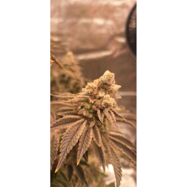 เมล็ดกัญชา Jelly Drip (Fem) Limited Edition* - In House Genetics [LIMITED] - Image 5