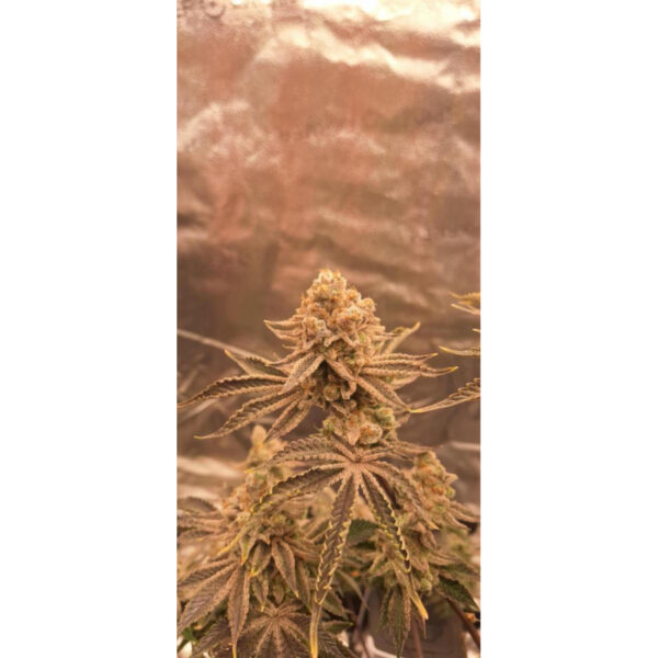 เมล็ดกัญชา Jelly Drip (Fem) Limited Edition* - In House Genetics [LIMITED] - Image 4