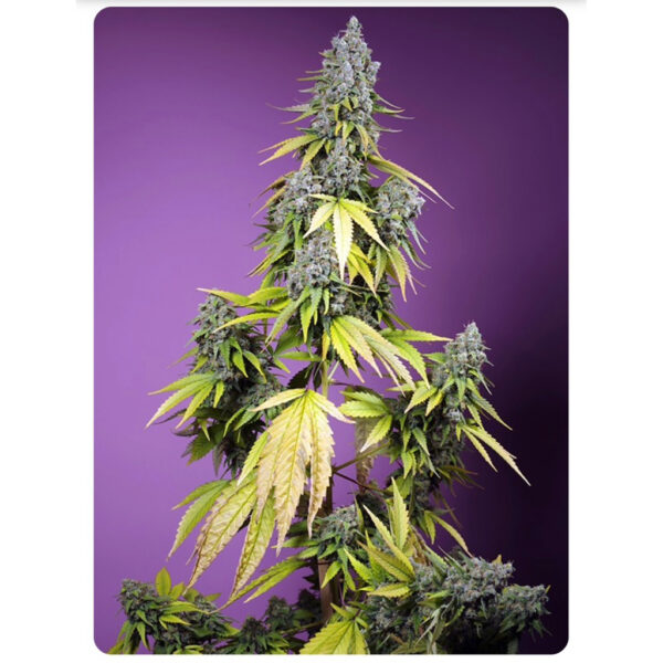 เมล็ดกัญชา Jet Fuel Mandarine XL (Auto) - Sweet Seeds - Image 2