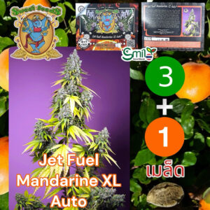 เมล็ดกัญชา Jet Fuel Mandarine XL (Auto) - Sweet Seeds