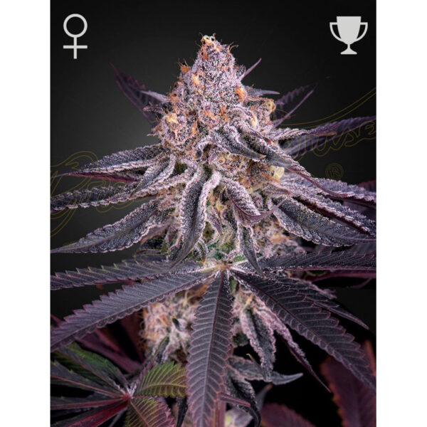 เมล็ดพันธุ์กัญชา King’s Juice (Fem) - Green House Seeds.Co - Image 2