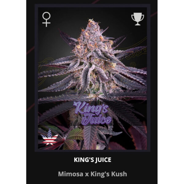เมล็ดพันธุ์กัญชา King’s Juice (Fem) - Green House Seeds.Co - Image 3