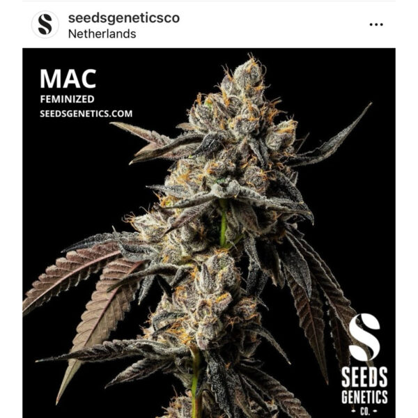 เมล็ดกัญชา MAC (Fem) ขายดี* - Seeds Genetics.Co - Image 2