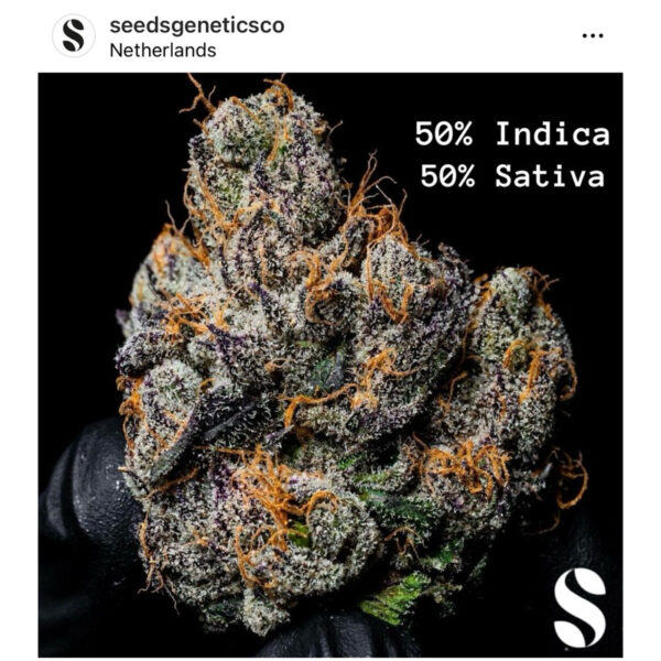 เมล็ดกัญชา MAC (Fem) ขายดี* - Seeds Genetics.Co - Image 4