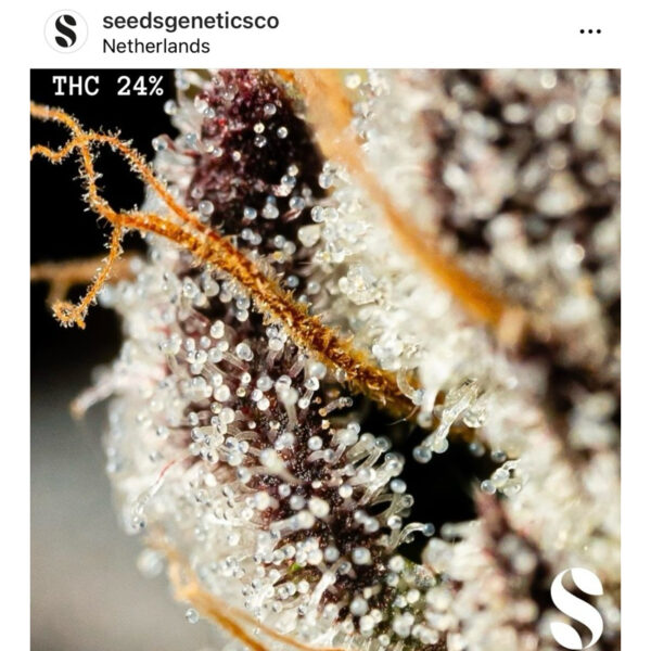 เมล็ดกัญชา MAC (Fem) ขายดี* - Seeds Genetics.Co - Image 3