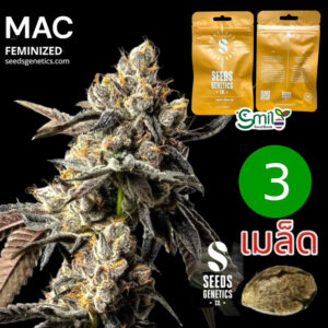 เมล็ดกัญชา MAC (Fem) ขายดี* - Seeds Genetics.Co