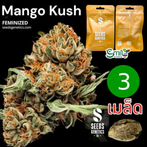 เมล็ดกัญชา Mango Kush (Fem) ใหม่* -  Seeds Genetics.Co
