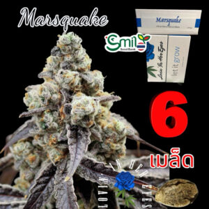 เมล็ดกัญชา Marsquake (Fem) - Loving In Her Eyes Seeds