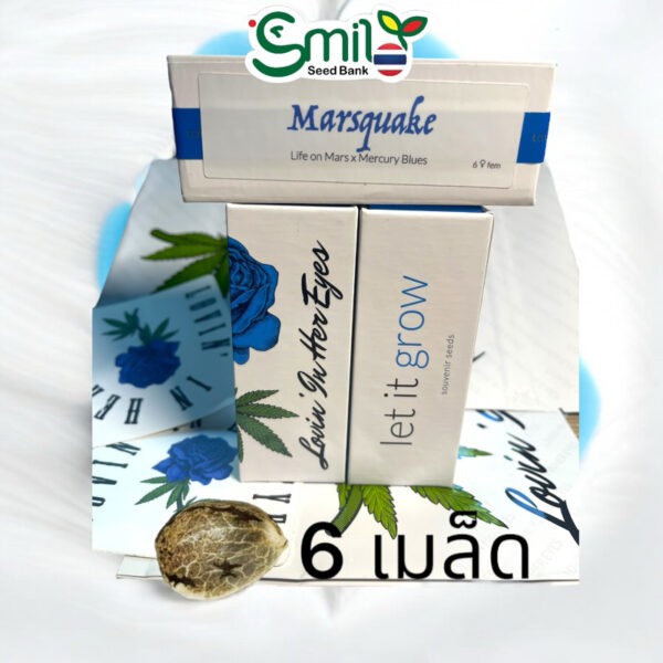 เมล็ดกัญชา Marsquake (Fem) - Loving In Her Eyes Seeds - Image 7