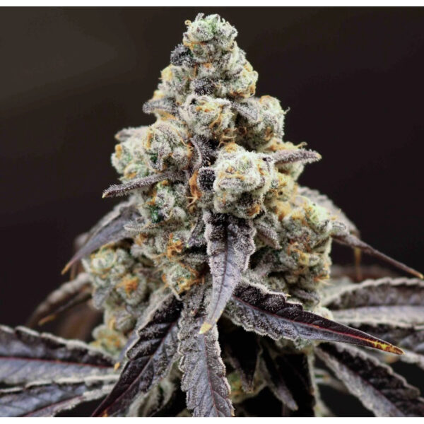 เมล็ดกัญชา Marsquake (Fem) - Loving In Her Eyes Seeds - Image 2