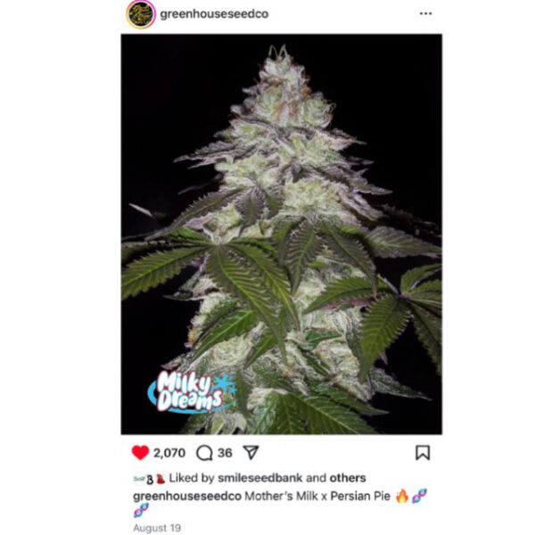 เมล็ดพันธุ์กัญชา Milky Dreams (Fem) - Green House Seeds.Co - Image 5