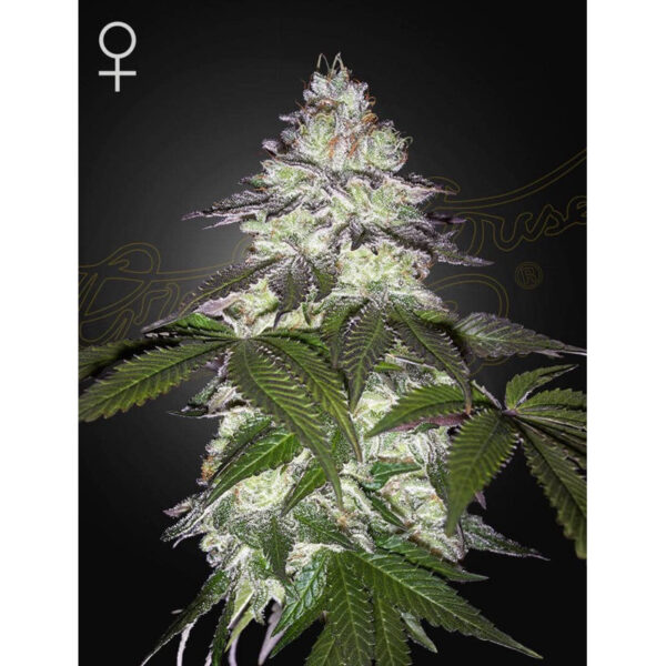 เมล็ดพันธุ์กัญชา Milky Dreams (Fem) - Green House Seeds.Co - Image 4