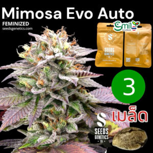 เมล็ดกัญชา Mimosa Evo (Auto) - Seeds Genetics.Co