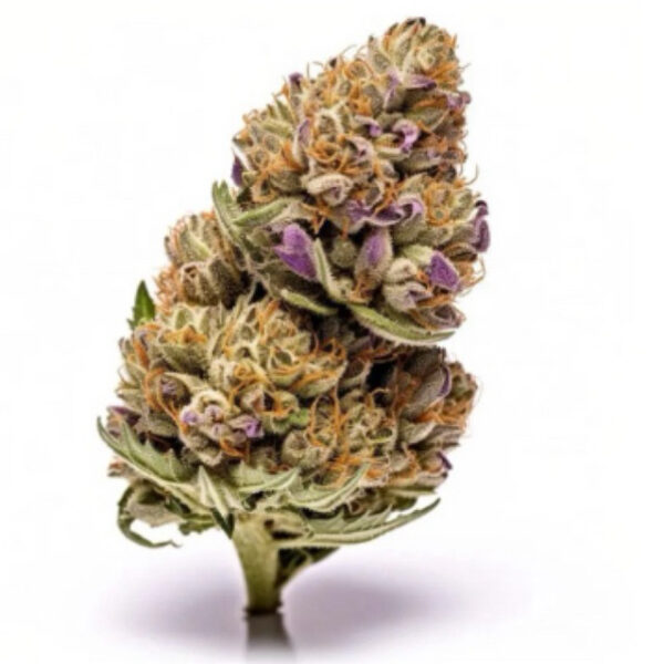 เมล็ดกัญชา Mimosa Evo (Auto) - Seeds Genetics.Co - Image 2