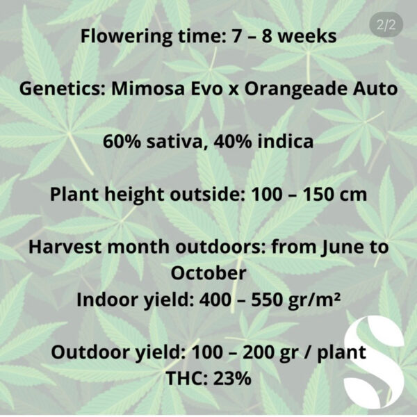 เมล็ดกัญชา Mimosa Evo (Auto) - Seeds Genetics.Co - Image 4
