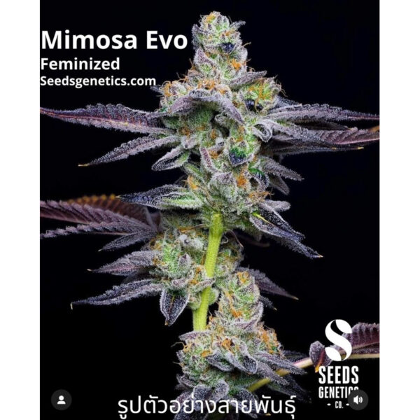 เมล็ดกัญชา Mimosa Evo (Fem) ขายดี* - Seeds Genetics.Co - Image 2