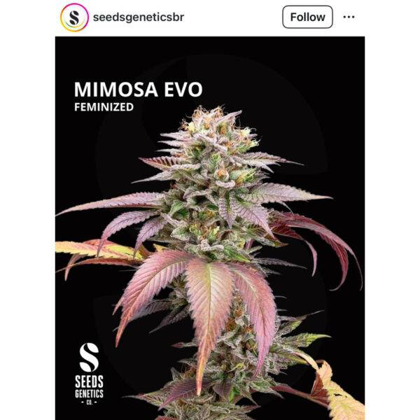 เมล็ดกัญชา Mimosa Evo (Fem) ขายดี* - Seeds Genetics.Co - Image 7