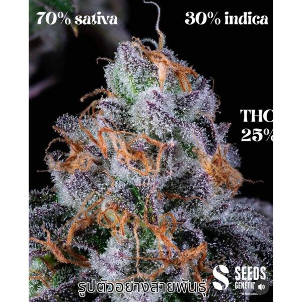 เมล็ดกัญชา Mimosa Evo (Fem) ขายดี* - Seeds Genetics.Co - Image 6