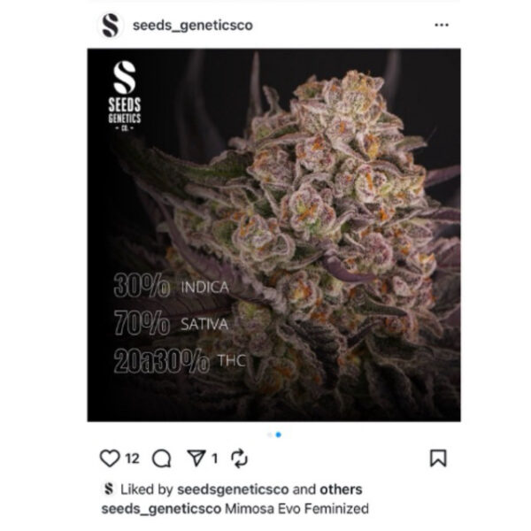 เมล็ดกัญชา Mimosa Evo (Fem) ขายดี* - Seeds Genetics.Co - Image 5