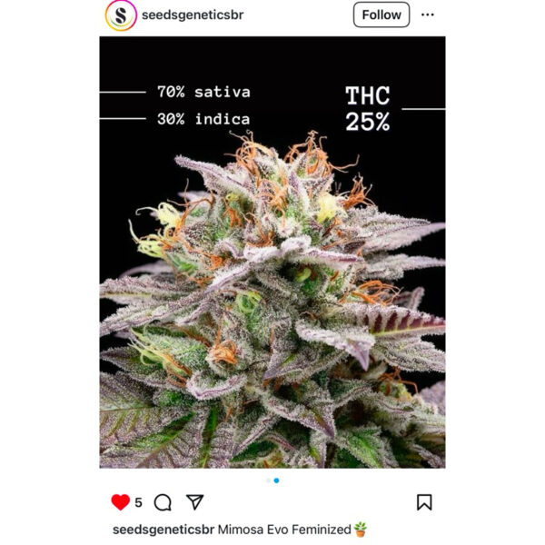 เมล็ดกัญชา Mimosa Evo (Fem) ขายดี* - Seeds Genetics.Co - Image 4