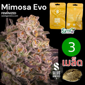 เมล็ดกัญชา Mimosa Evo (Fem) ขายดี* - Seeds Genetics.Co