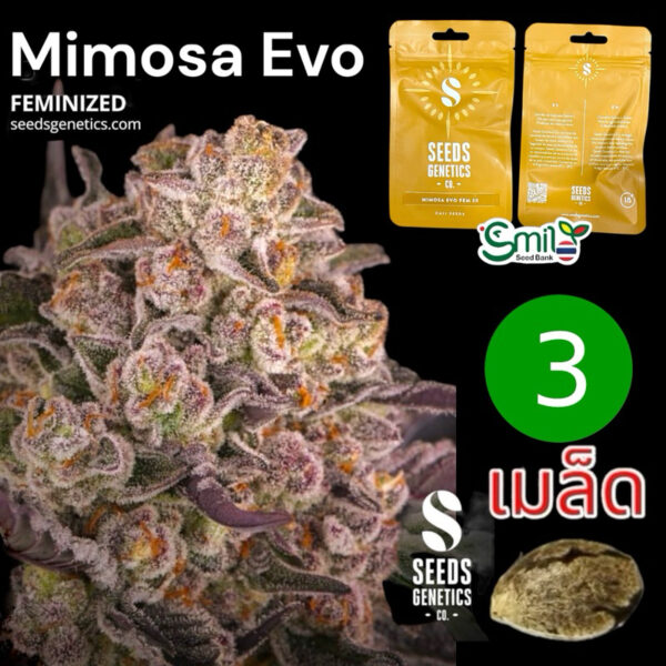 เมล็ดกัญชา Mimosa Evo (Fem) ขายดี* - Seeds Genetics.Co