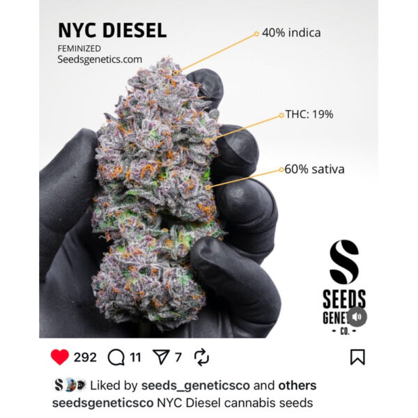 เมล็ดกัญชา NYC Diesel (Fem) - Seeds Genetics.Co - Image 2
