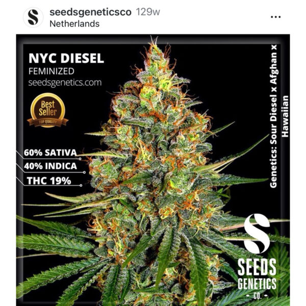 เมล็ดกัญชา NYC Diesel (Fem) - Seeds Genetics.Co - Image 4