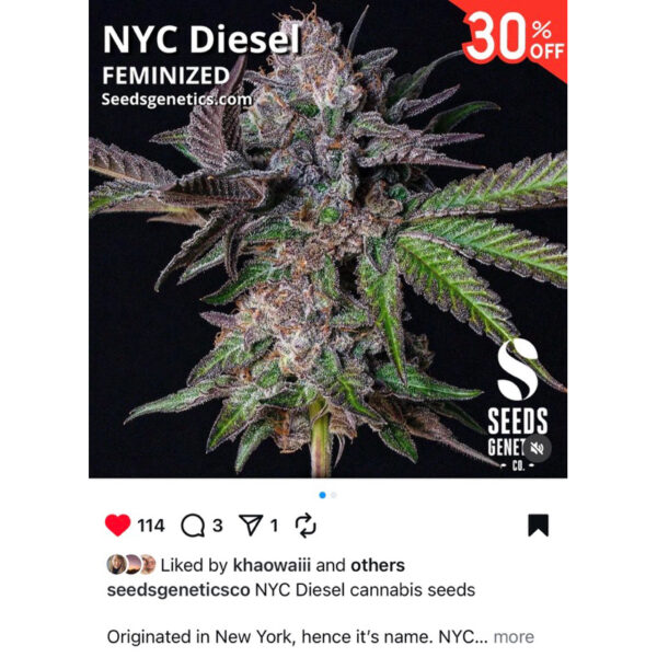 เมล็ดกัญชา NYC Diesel (Fem) - Seeds Genetics.Co - Image 5