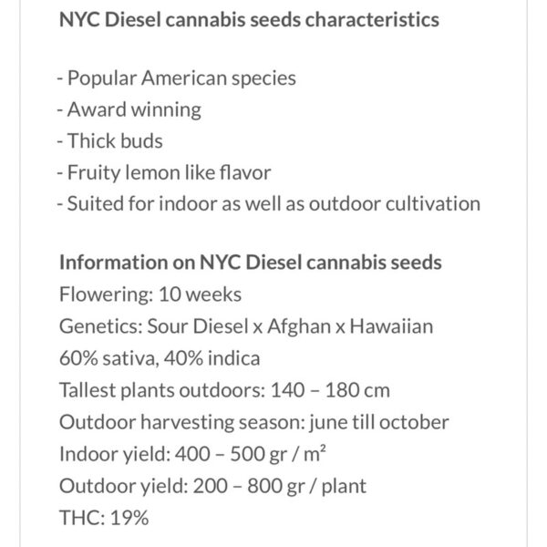 เมล็ดกัญชา NYC Diesel (Fem) - Seeds Genetics.Co - Image 6