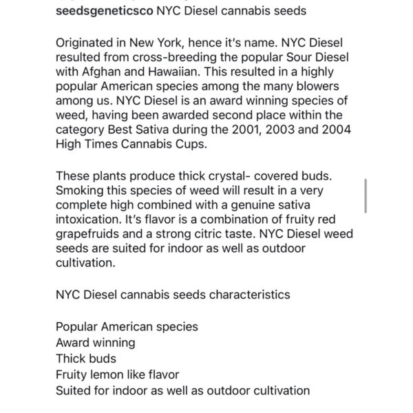 เมล็ดกัญชา NYC Diesel (Fem) - Seeds Genetics.Co - Image 7