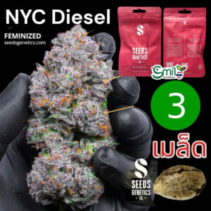เมล็ดกัญชา NYC Diesel (Fem) - Seeds Genetics.Co