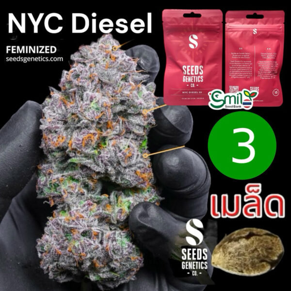 เมล็ดกัญชา NYC Diesel (Fem) - Seeds Genetics.Co