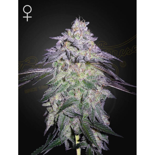 เมล็ดพันธุ์กัญชา Nori Cake (Fem) – Green House Seeds.Co - Image 2